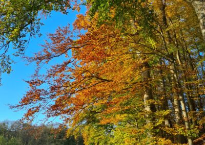 Bäume mit ihrem bunten Herbstlaub